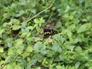 
A beautiful and beautiful colored butterfly landed on a small green plant near the surface of the ground.