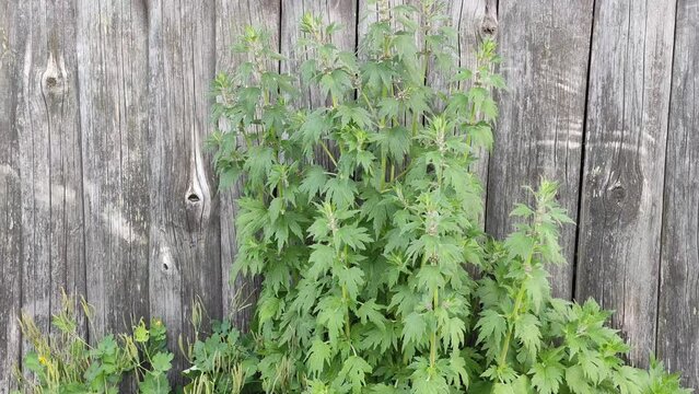 Leonurus cardiac or Motherwort medical plants. 