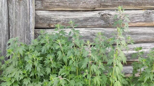 Leonurus cardiac or Motherwort medical plants. 