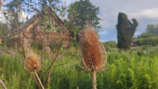 Teasel or Dispacus plant on the country background.