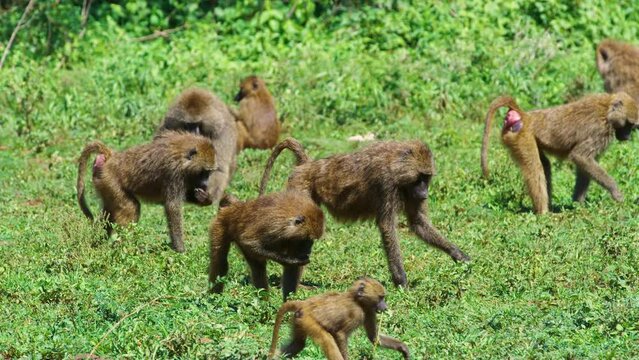 Small baboon monkeys pick grass from the land and eat it in Africa.