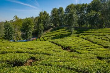 Perkebunan Tea Fields Stretching Into the Horizon