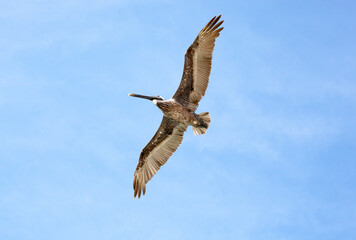 Flying Pelican Over Caribbean Sea