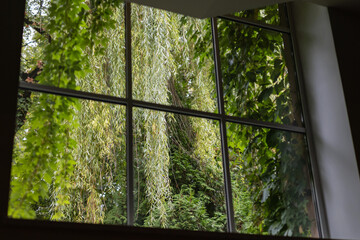 View from the window of the green garden - thick, lush greenery outside the window in the courtyard