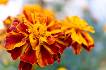 Bright marigold flower close-up. Close-up of orange marigold flowers
