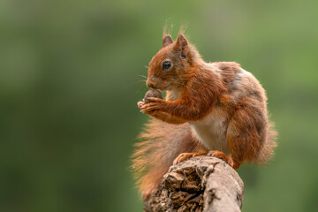Hungry red squirrel (Sciurus vulgaris) eating a nut on a branch. Noord Brabant in the Netherlands. ...