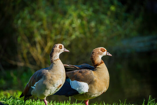 Pair of Egyptian geese standing next to a river in the sun