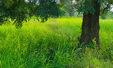 tree in the green rice field