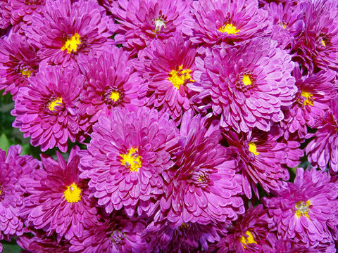 Group Of Pink Chrysanthemum Flowers