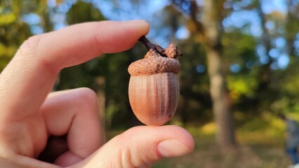 An acorn in a hand. Autumn forest, a park. A female hand hold a single acorn in a hand. Fingers holding one big acorn in a part. - obrazy, fototapety, plakaty