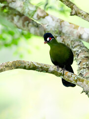 Hartlaub's Turaco perched on tree branch