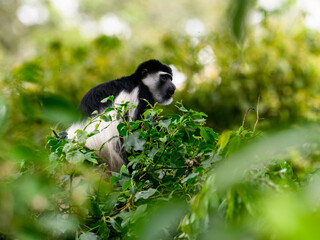 Black-and-white colobuses monkey sitting on a tree on green background