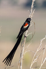 Male Long-tailed Widowbird (Langstertflap) in Rietvlei Nature Reserve
