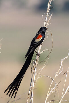 Male Long-tailed Widowbird (Langstertflap) in Rietvlei Nature Reserve
