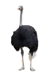 Fotobehang The big ostrich bird on white background have path © pumppump