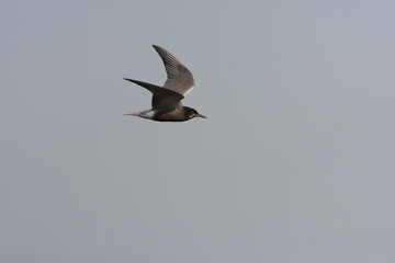 Black Tern, Chlidonias niger