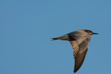 Black Tern, Chlidonias niger