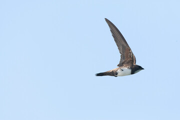 Alpengierzwaluw, Alpine Swift, Apus melba