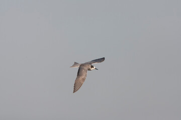Black Tern, Chlidonias niger