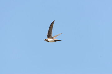 Alpengierzwaluw, Alpine Swift, Apus melba