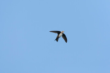 Alpengierzwaluw, Alpine Swift, Apus melba