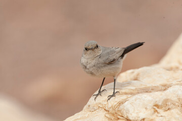 Blackstart, Cercomela melanura