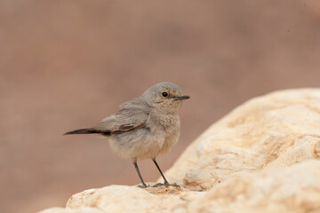 Blackstart, Cercomela melanura