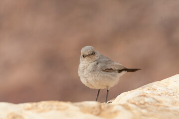 Blackstart, Cercomela melanura