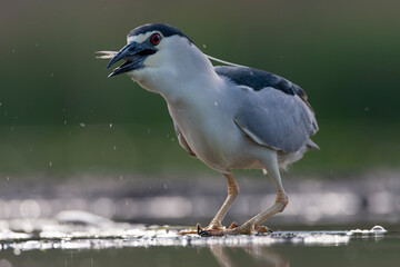 Obraz premium Black-crowned Night Heron, Nycticorax nycticorax