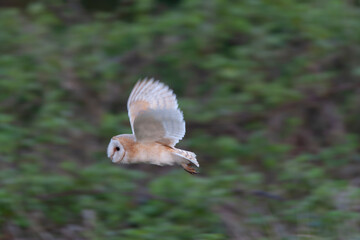 Barn Owl, Tyto alba