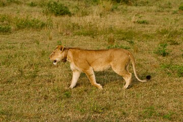 A lioness