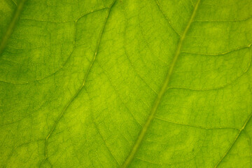 Vue macro de feuille verte de plante
