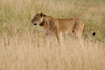 A lioness