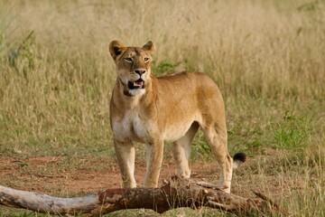 A lioness