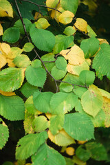 Leaves turning yellow