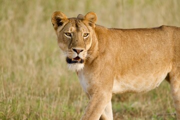 A lioness