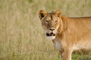 A lioness