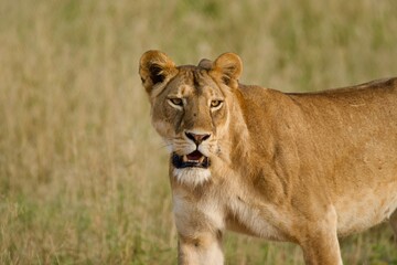 A lioness