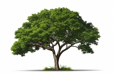 Realistic tropical tree isolated on white background with high quality shadow and clipping mask. Suitable for advertising design and graphic decoration. Generative AI