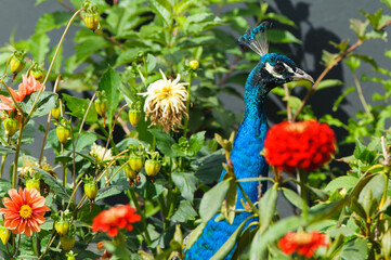 Pfau 5