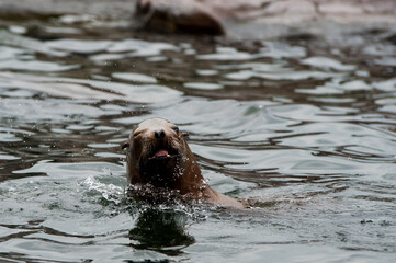 Fototapeta premium Seelöwe, Seehund 6