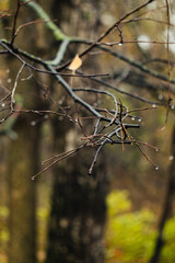 Raindrops on a branch