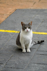 gray cat on the street