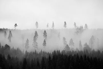Papier Peint photo Forêt dans le brouillard Winter in fall, Toten, Norway.