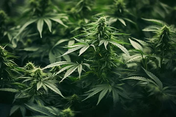 Fotobehang medical cannabis plant  © damien