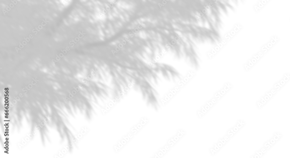 Wall mural shadow shade tree leaves movement layout on transparent backgrounds 3d rendering png
