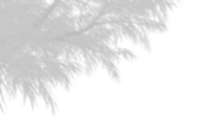 Shadow shade tree leaves movement layout on transparent backgrounds 3d rendering png