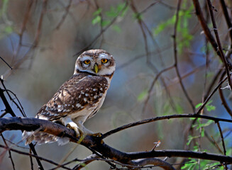 spotted owlet on branch