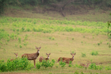 Spotted Deer @ Banks of Bhadra Wildlife Sanctuary 
