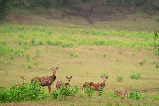 Spotted Deer @ Banks of Bhadra Wildlife Sanctuary 